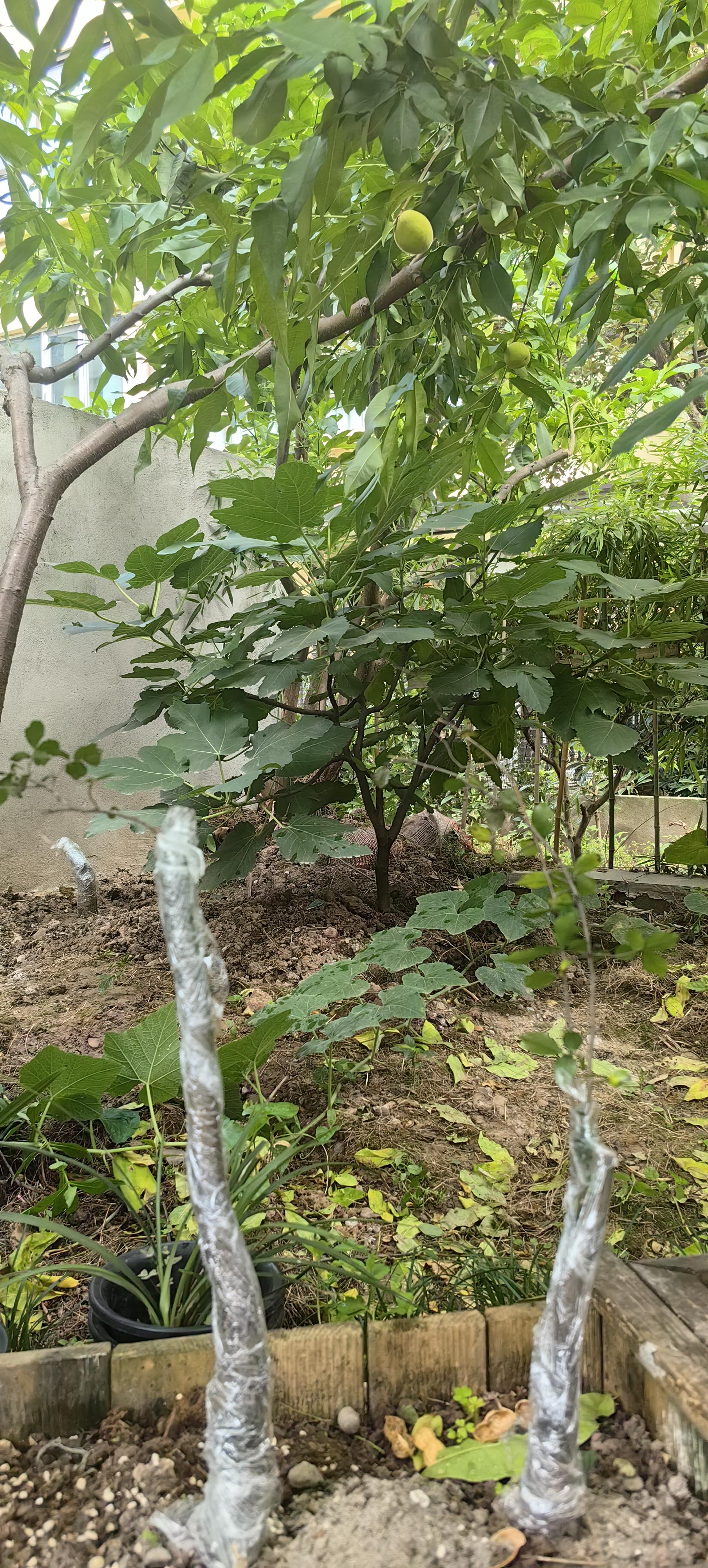 绿意盎然