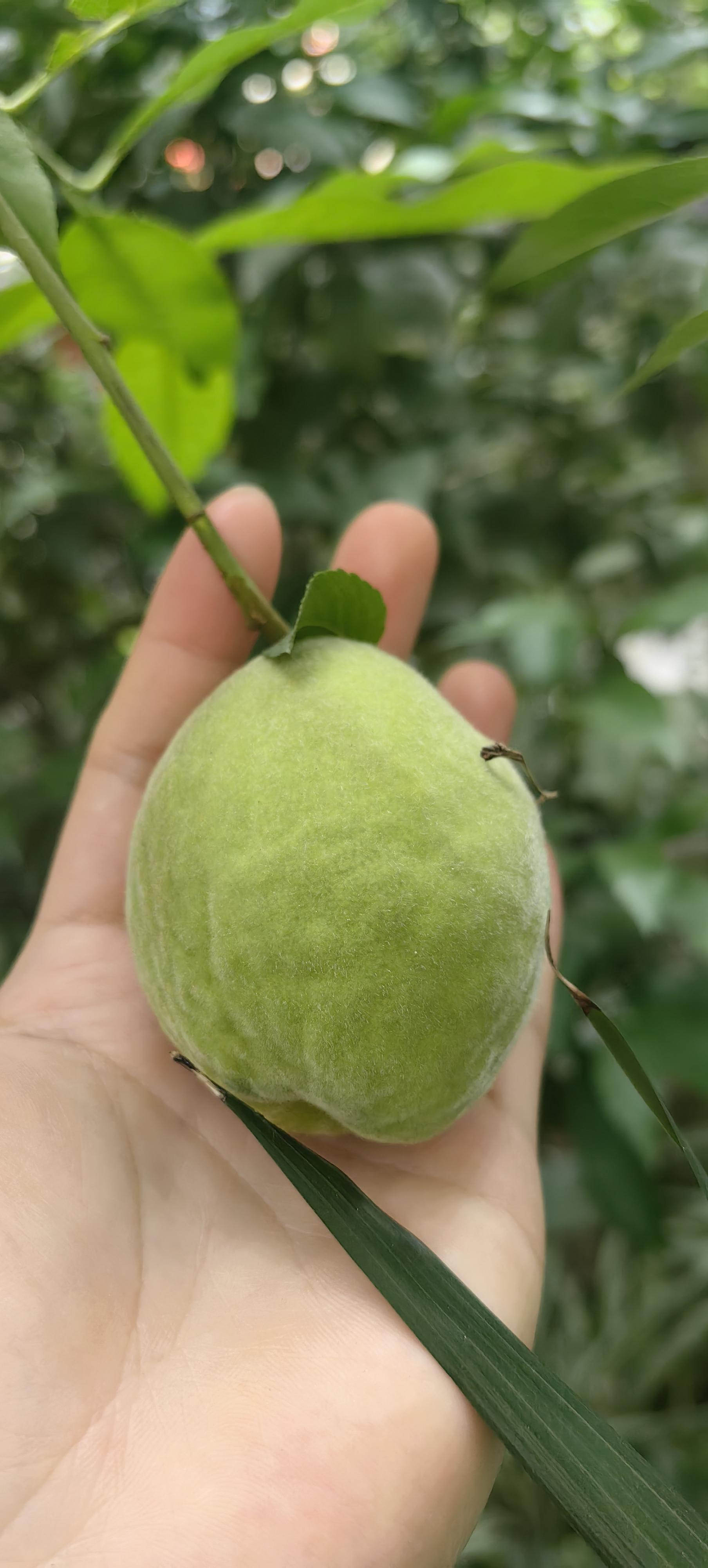 枝头珍宝
